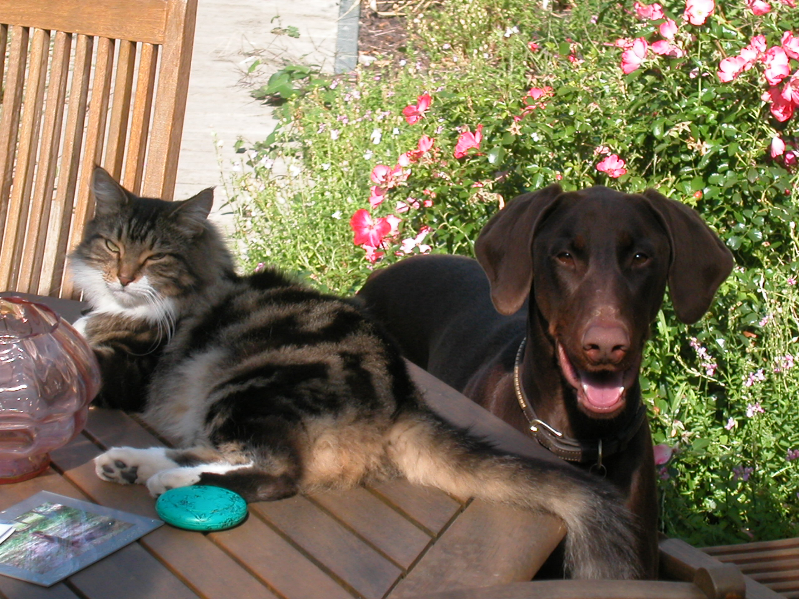 20 Day course Alpha Boarding School for Dogs