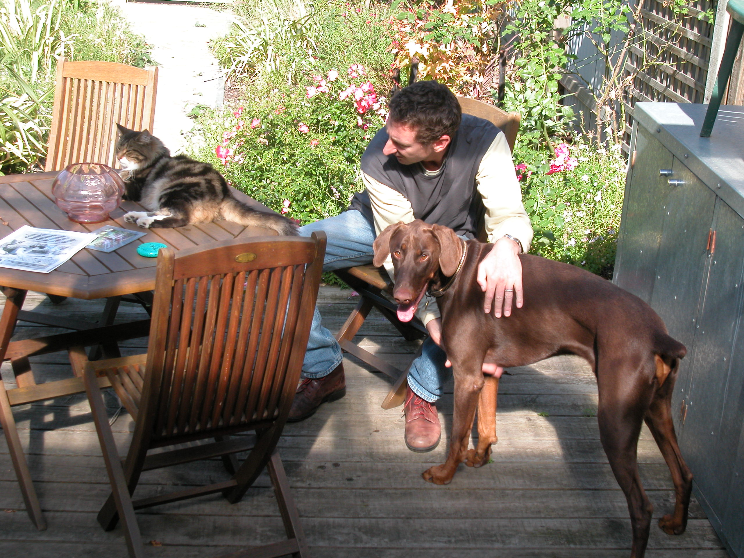 Alpha Boarding School for Dogs Dog obedience and good behaviour skills