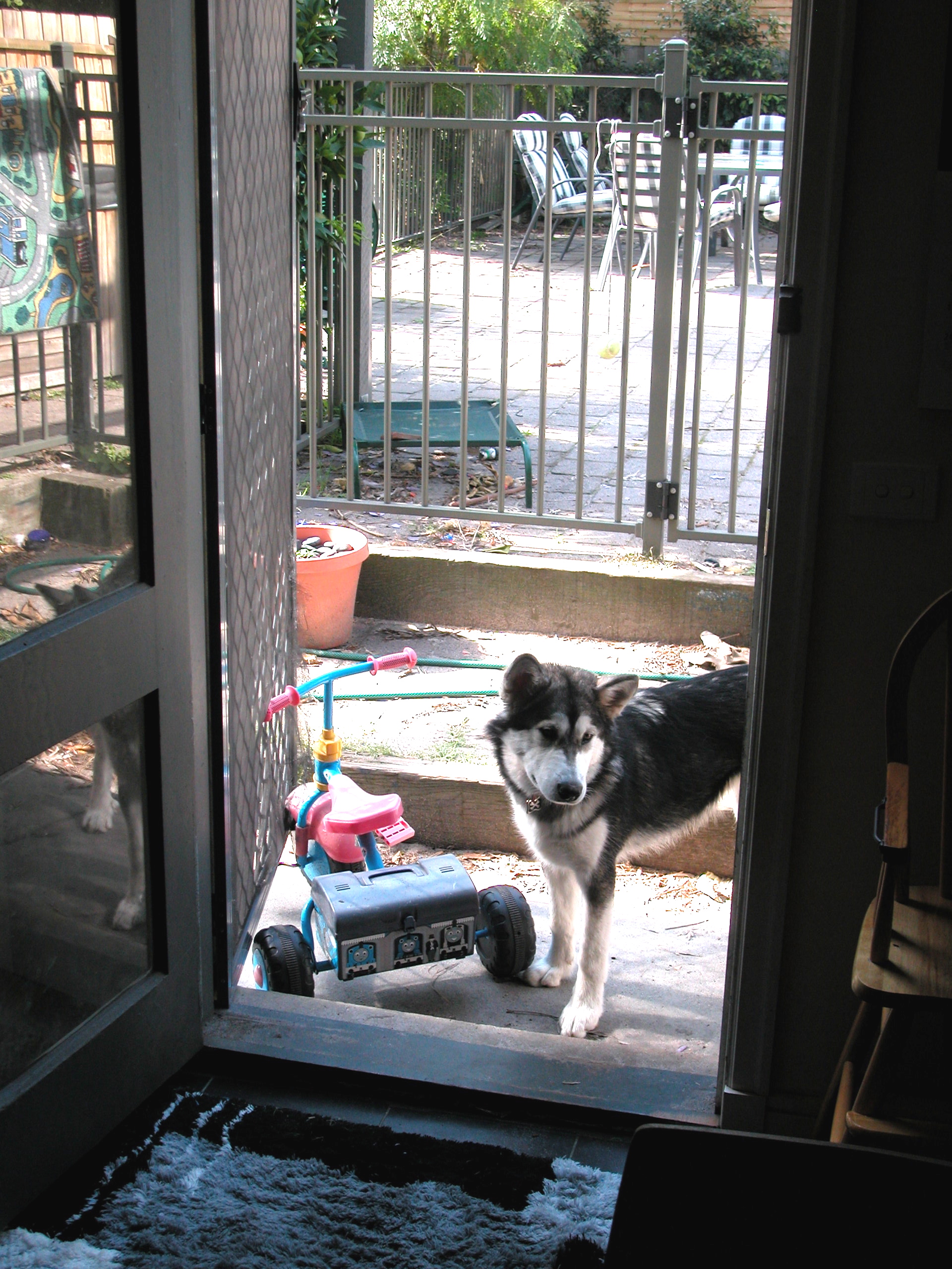 Boarding school for dog work