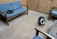 A closer look at Dog Trainers For Luxury Scandinavian Apartment Owners