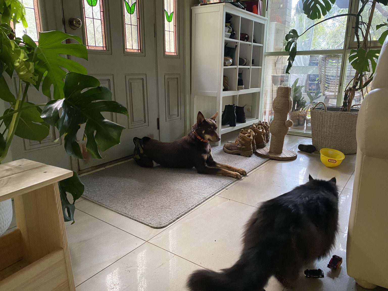 How Boarding School for Dogs works Alpha Boarding School for Dogs