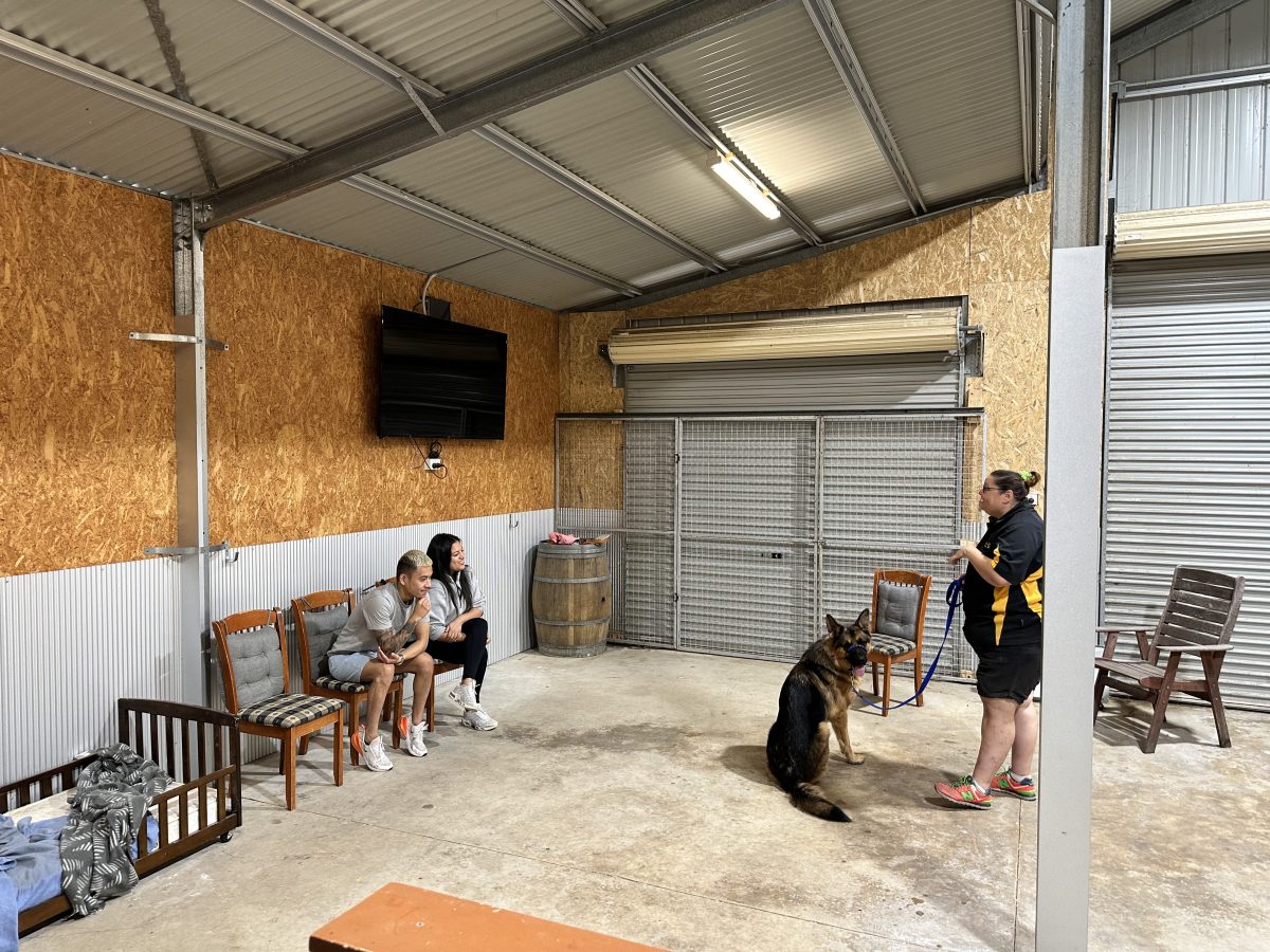 We Can Train Your Dog For You Alpha Boarding School for Dogs