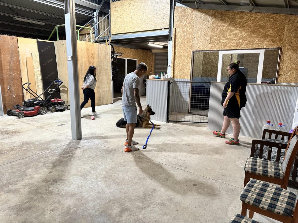 We Can Train Your Dog For You Alpha Boarding School for Dogs