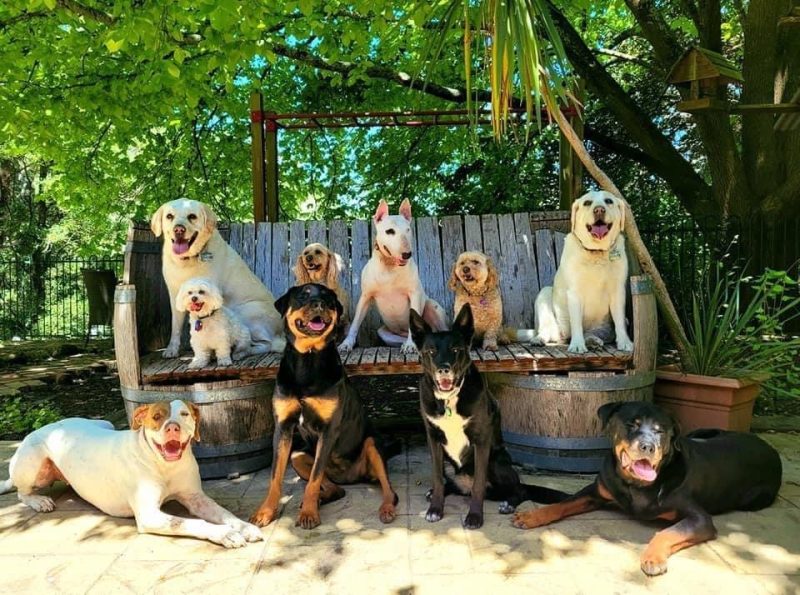 We Can Train Your Dog For You Alpha Boarding School for Dogs