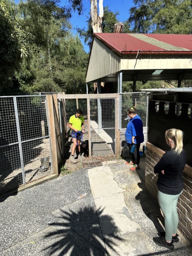 20 Day course Alpha Boarding School for Dogs