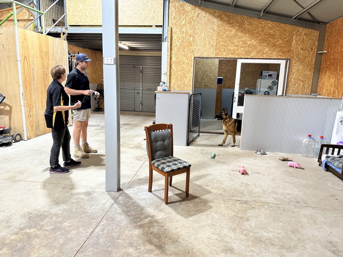 How Boarding School for Dogs works Alpha Boarding School for Dogs