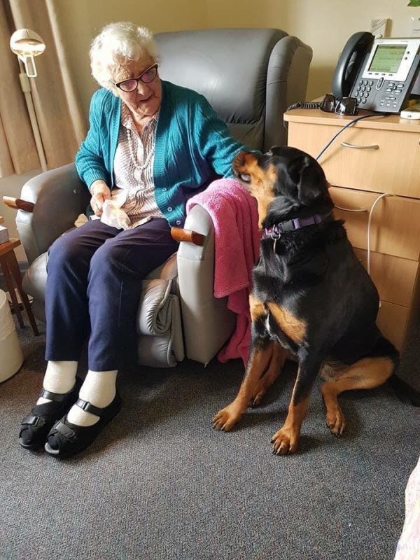 We Can Train Your Dog For You Alpha Boarding School for Dogs