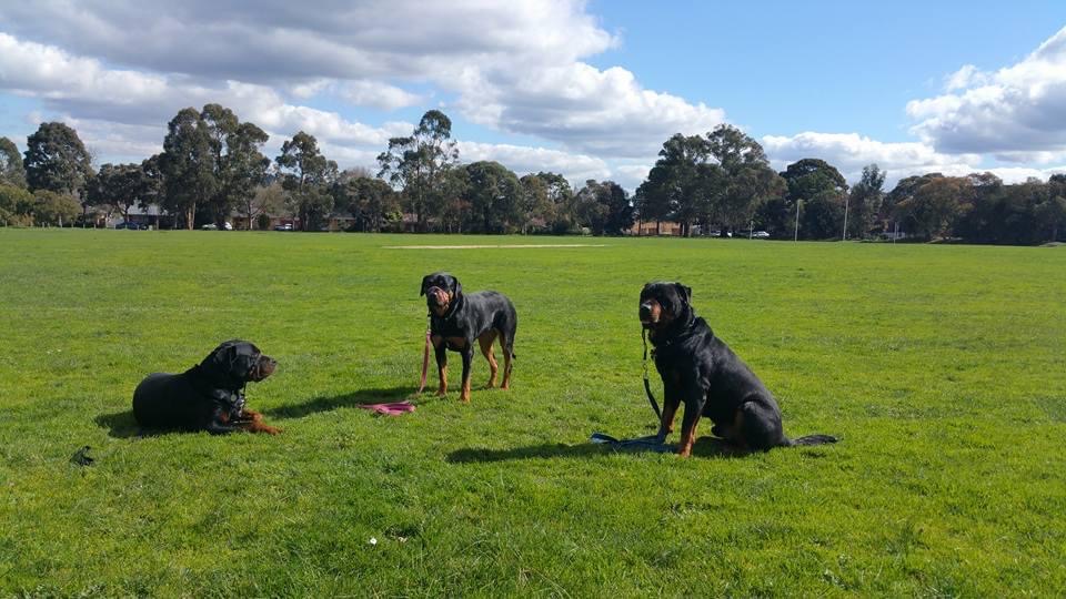 How Boarding School for Dogs works Alpha Boarding School for Dogs