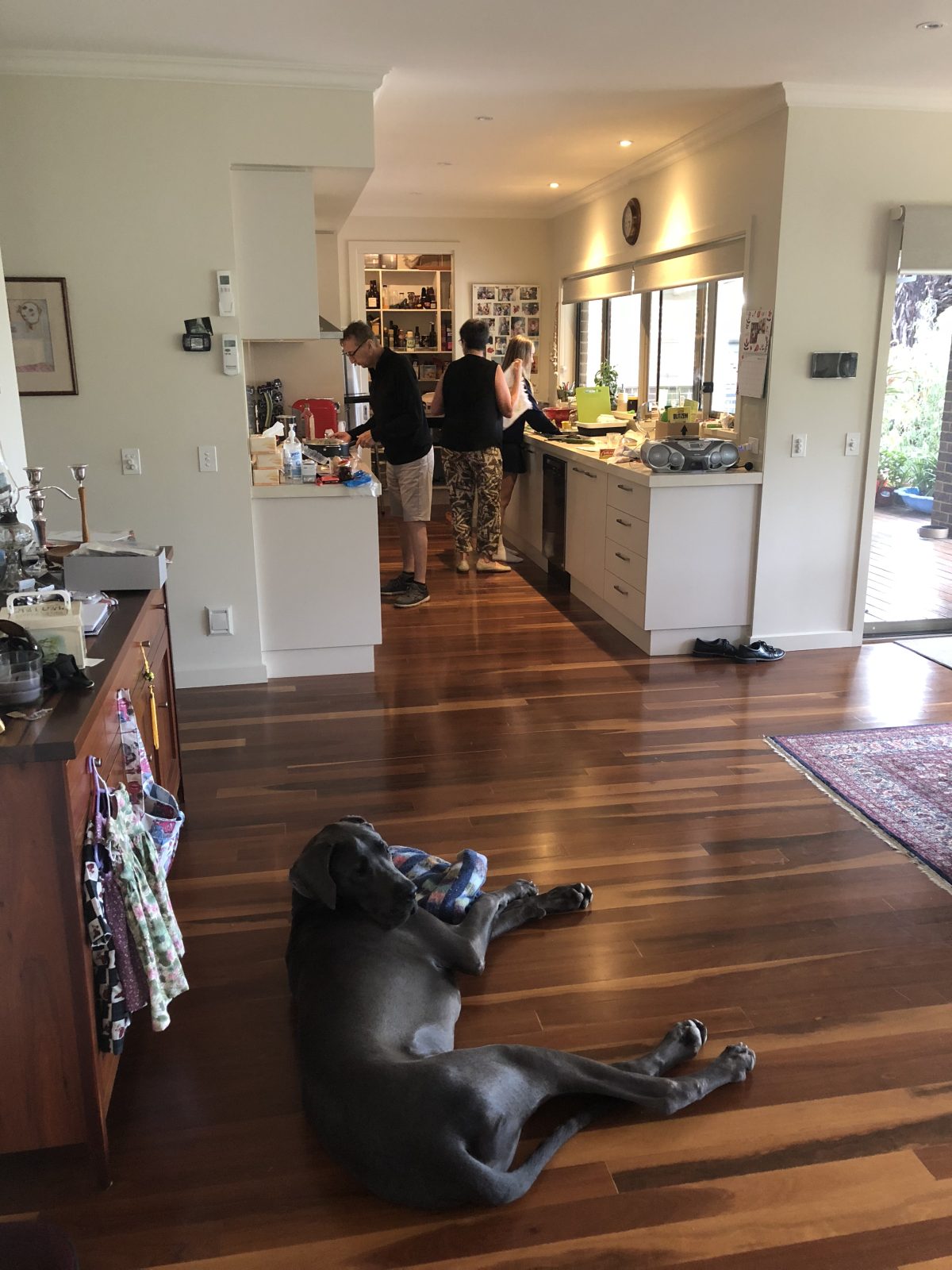 We Can Train Your Dog For You Alpha Boarding School for Dogs