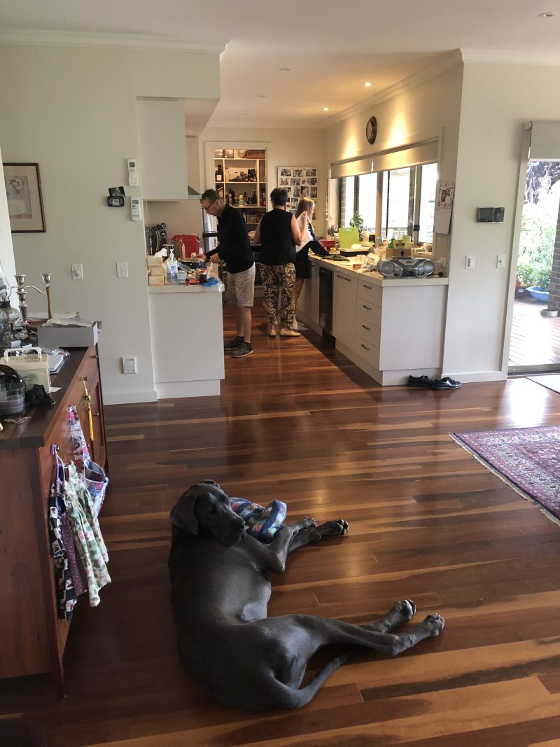 We Can Train Your Dog For You Alpha Boarding School for Dogs