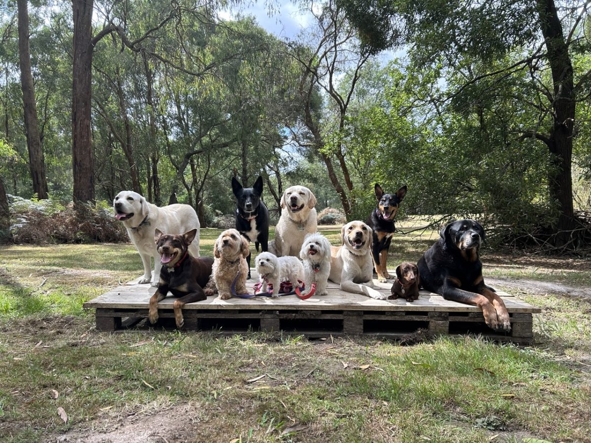 20 Day course Alpha Boarding School for Dogs