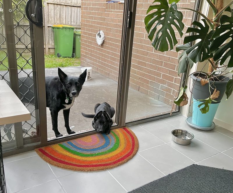 We Can Train Your Dog For You Alpha Boarding School for Dogs