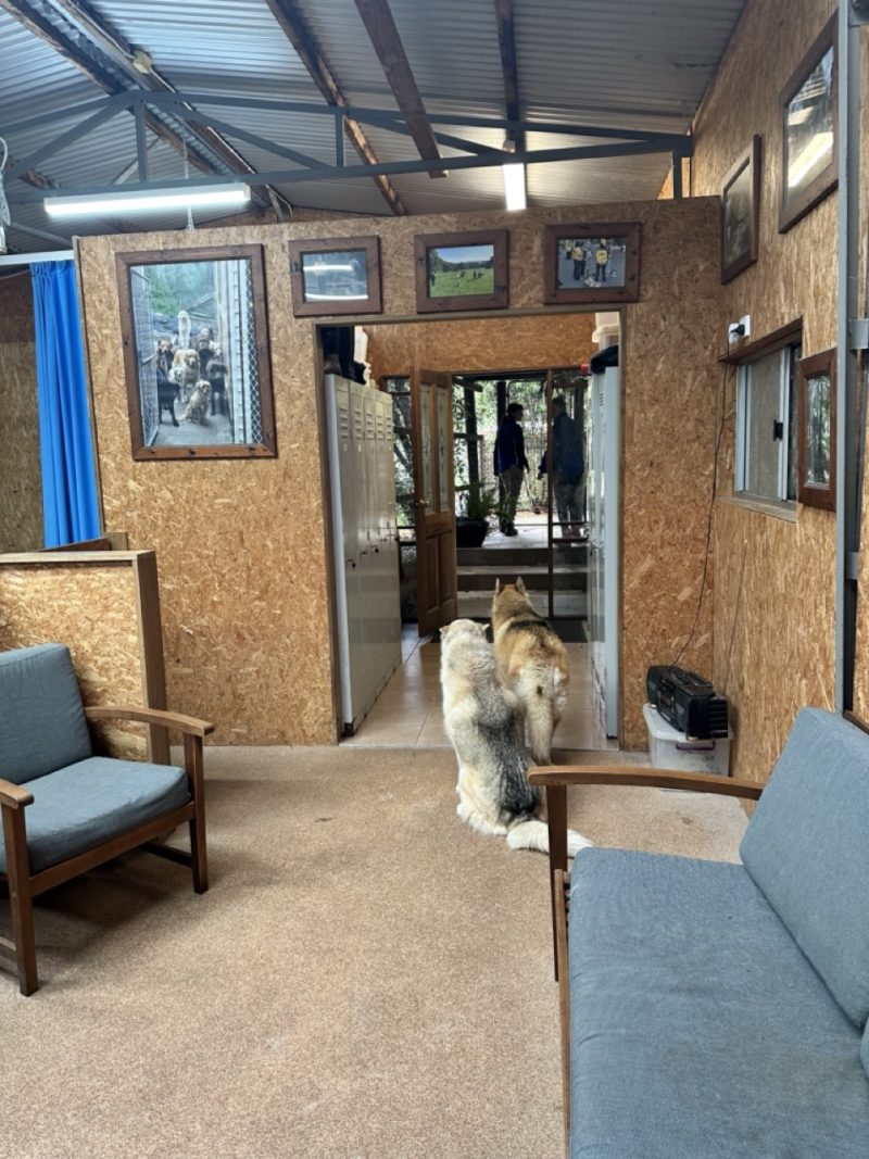 20 Day course Alpha Boarding School for Dogs